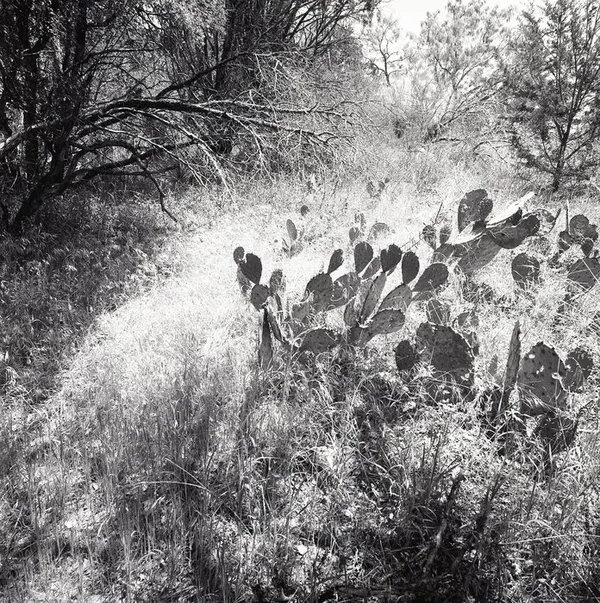 Martha Peters, Prickly Pear (Burnet County, Texas), 2021