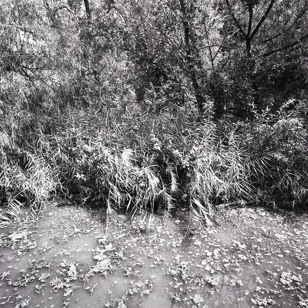 Martha Peters, Weeping Reed (Tarrant County, Texas), 2020