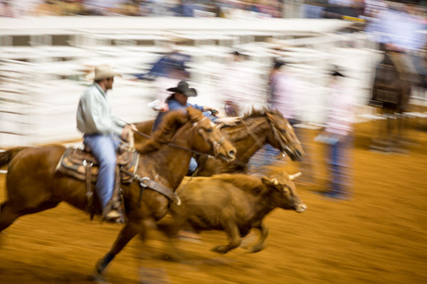 Rima Canaan Lee, Bulldogging, 2014