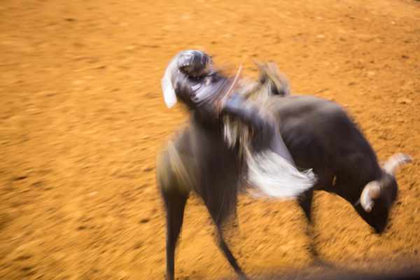 Rima Canaan Lee, Jack Daniels, 2014