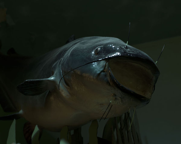 Brooke Johnson, Cave Creatures 2 (blue catfish), 2018