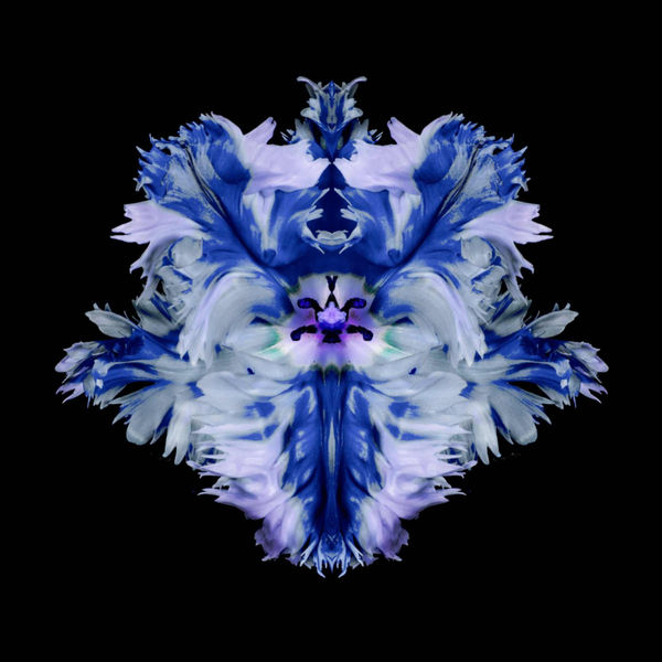 Jeff Robb Blue Porcelain Rorschach Flower Series Lenticular photographs 90 x 90 cm 35.43 x 35.43 in 93 x 93 x 5cm Framed 36.61 x 36.61 x 1.97 in framed Editions of 10 plus 2 Artist Proofs
