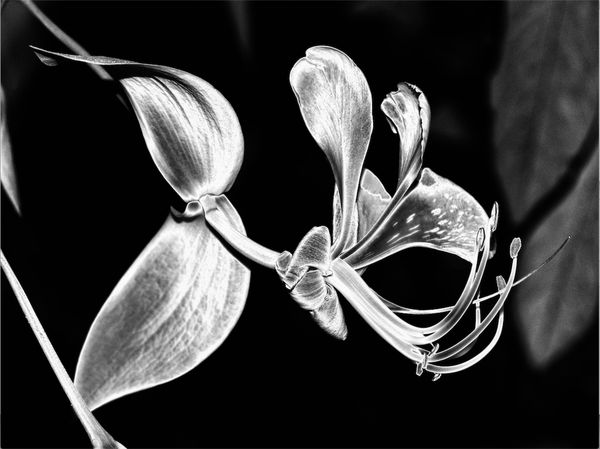 Namsa Leuba, Fleur de velour from the series "illusion" made in Tahiti , 2019