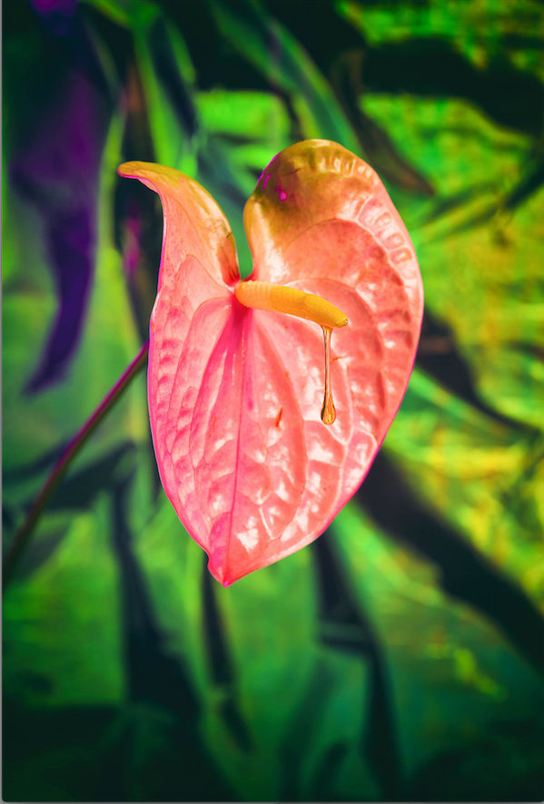 Namsa Leuba, L’attraction from the series "illusion" made in Tahiti , 2019