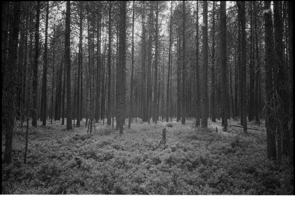 Ustina Yakovleva, Untitled, 2021