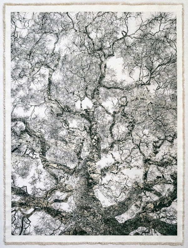 Bill Claps, Nanzenji Temple Tree, 2025