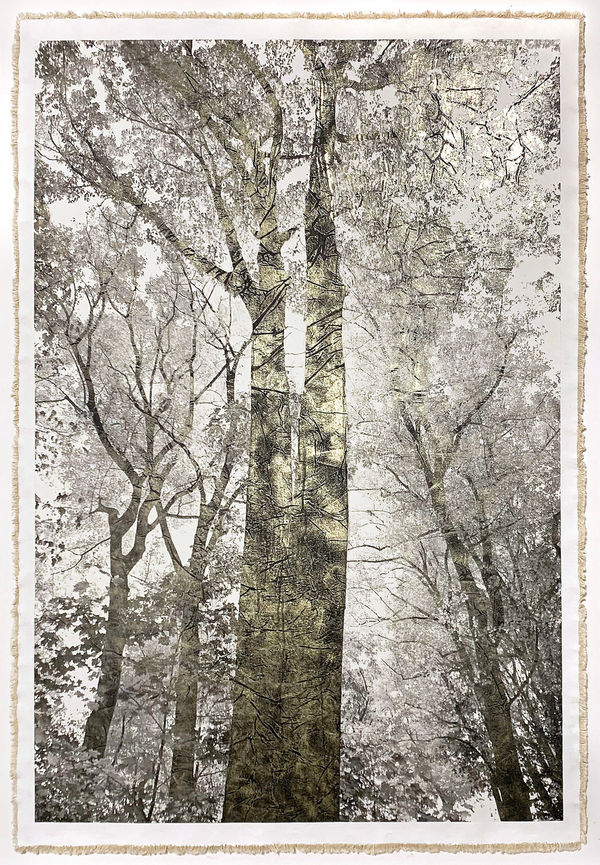 Bill Claps, Majestic Oaks, 2024