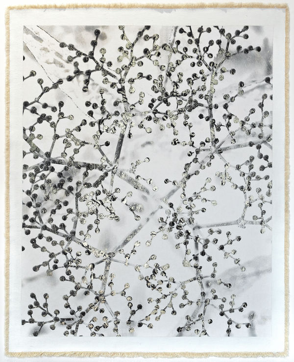 Bill Claps, Holunder in Soglio, 2022