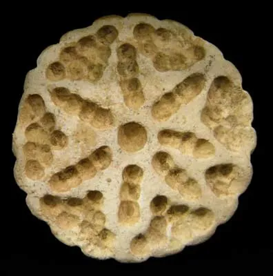 Indus Valley Stone Stamp