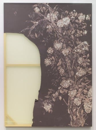 Lauren Luloff, Hydrangea (Shalott), 2016