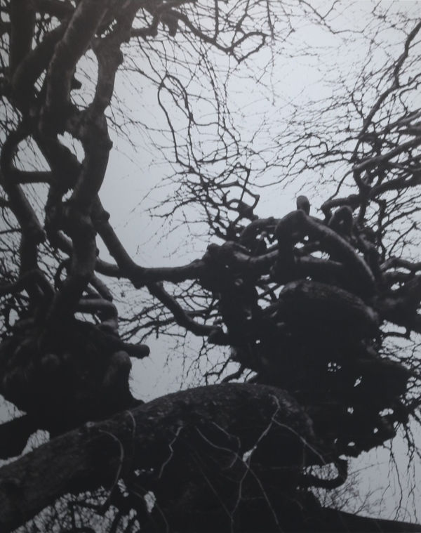 Lisa Wallert, Transition, 2021