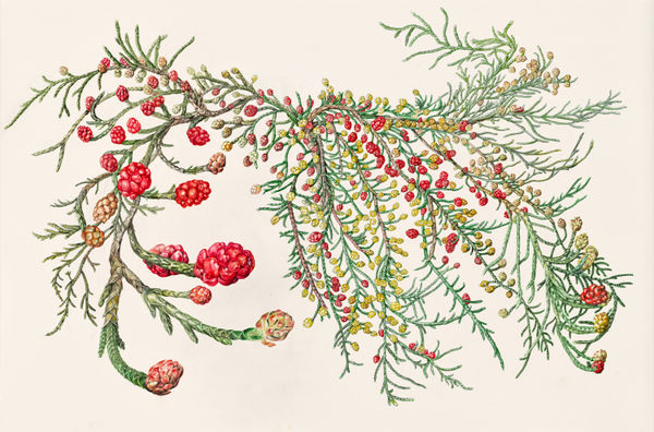 Lynne Uptin Microcachrys tetragonis 130 ma : Creeping Strawberry Vine, 2025 watercolour on Fabriano watercolour paper 640gsm, framed 52 x 75 cm (paper size) 61 x 87 cm (frame size)