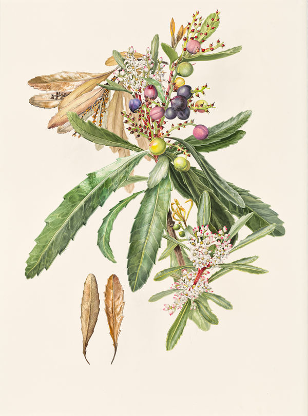 Lynne Uptin Cenarrhenes nitida 34.5ma : Port Arthur Plum, 2025 watercolour on Fabriano watercolour paper 640gsm, framed 105 x 75 cm (paper size) 111 x 86 cm (frame size)