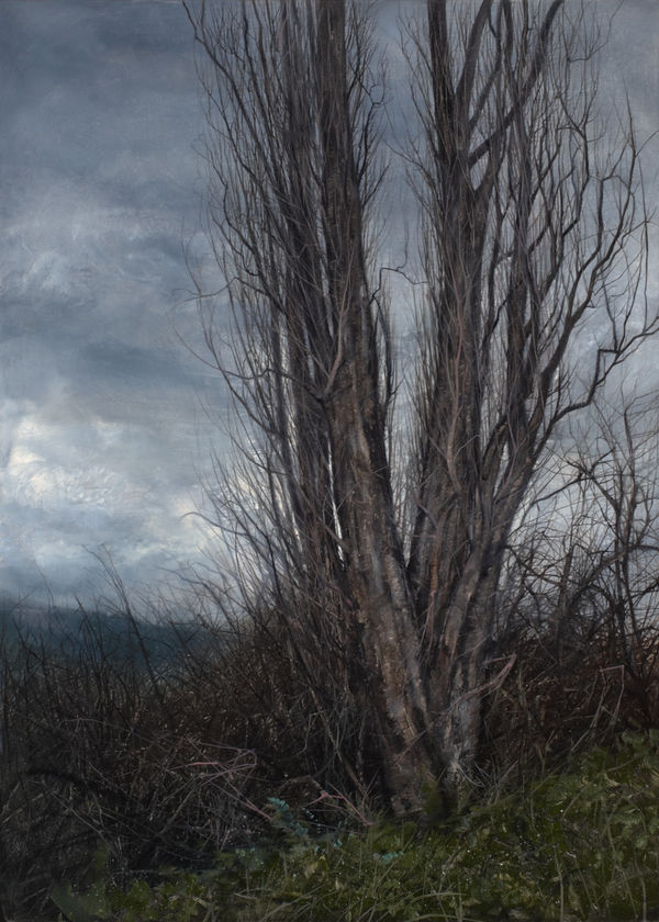 Nicholas Blowers Tangled Copse, New Norfolk, 2013 oil on canvas, framed 85 x 62 cm overall