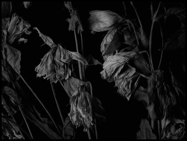 Peter Whyte Decaying - Flowers 061, 2014 pigment print 80 x 100cm