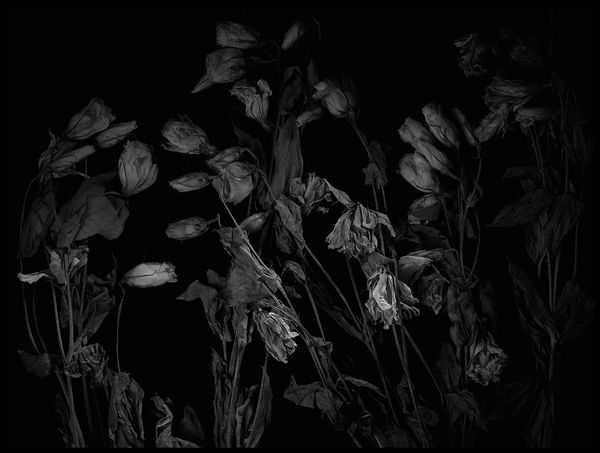 Peter Whyte Decaying - Flowers 025, 2014 pigment print 80 x 100cm