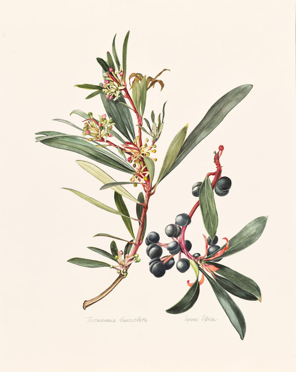 Lynne Uptin Tasmannia lanceolata 32ma : Tasmanian Pepperberry, 2025 watercolour on Fabriano watercolour paper 640gsm, framed 78 x 58 cm (paper size) 83 x 63 cm (frame size)