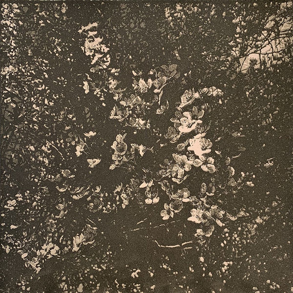 Wai Wong ARE, Blossom