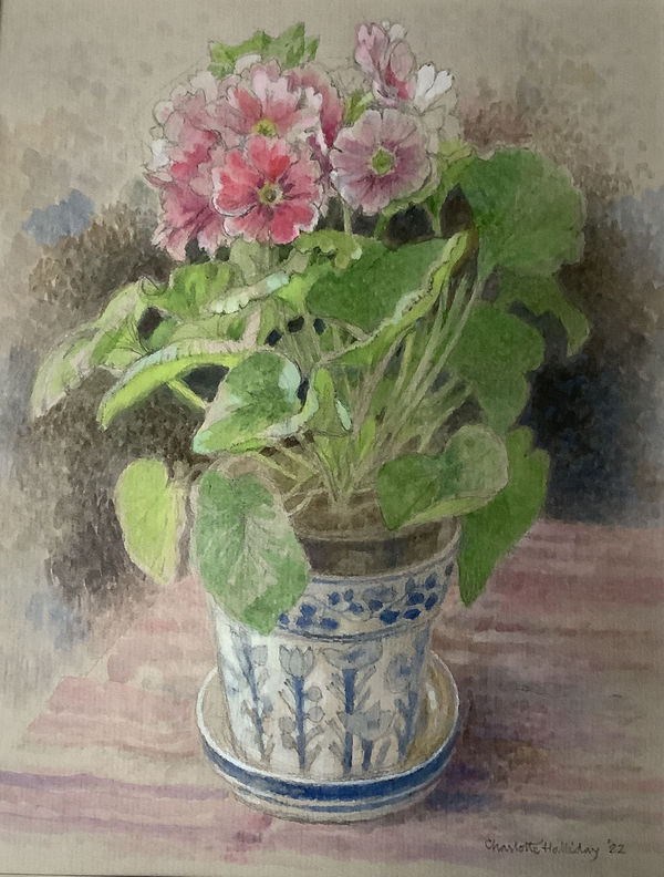 Charlotte Halliday RWS, Sainsbury's Primula