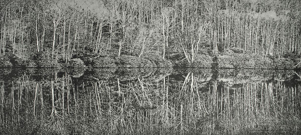 Trevor Price RE, A Moment of Reflection II