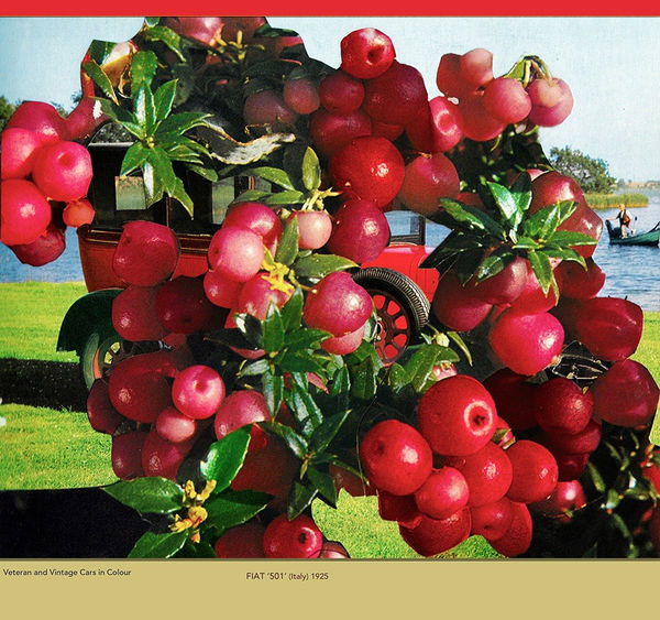 David Ferry PRE, Fiat 501