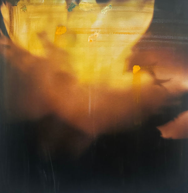 François Halard, Yellow Peony III, 2025