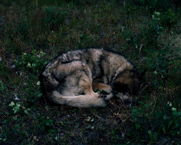 Bruno Augsburger, Wolf, Yukon, 2008