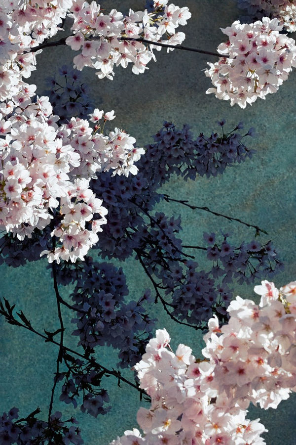 Sandro Diener, Kirschblüten, 2024