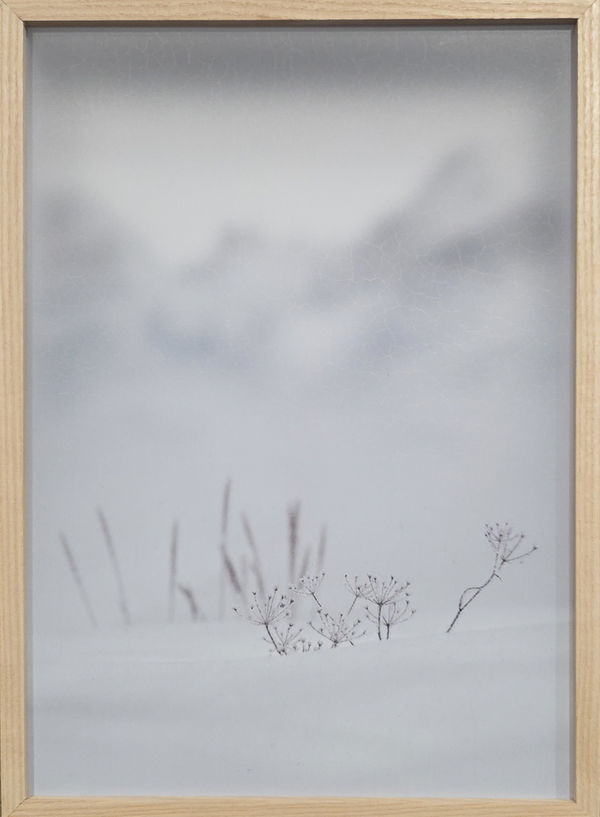 Casper Faassen, Engadine Flora III, 2026