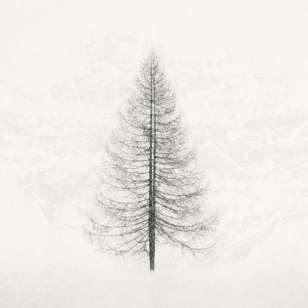 Jeffrey Conley, Tree and Falling Snow, 2020