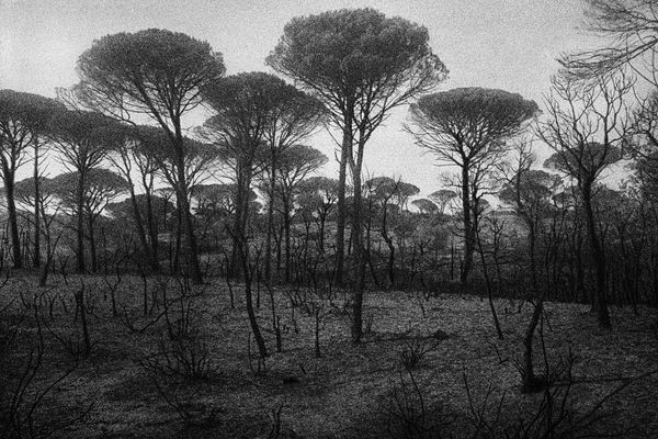 René Groebli, Burned Trees (#802), South of France, 1987