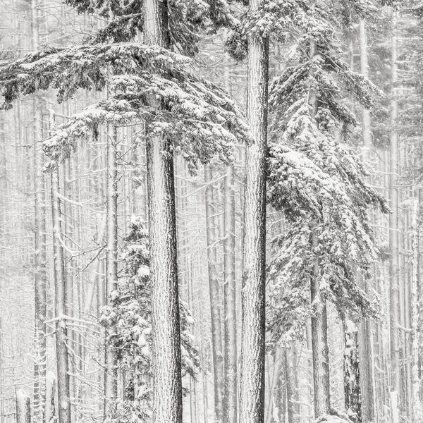 Jeffrey Conley, Near Santiam Pass, Oregon, 2009