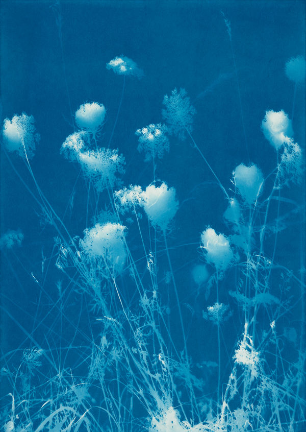 Simone Kappeler, Wilde Möhre, Egelsee, 18.7.2018, 2018