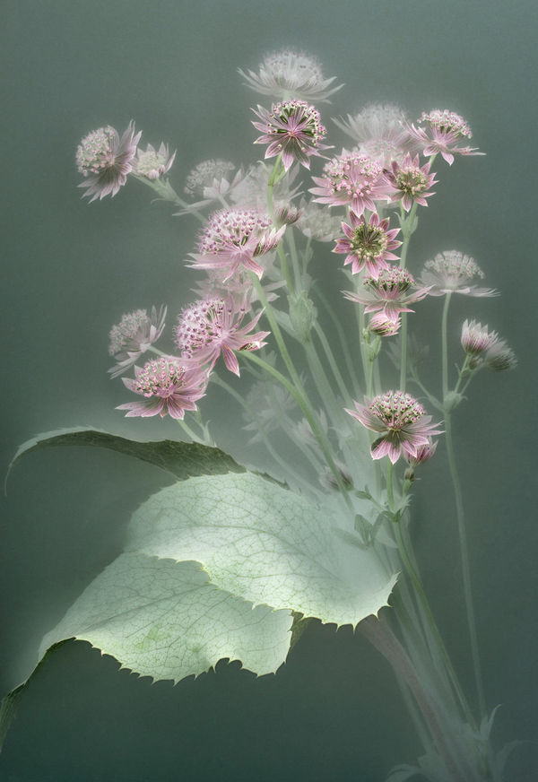 Danielle Kwaaitaal, Florilegium P79, 2021