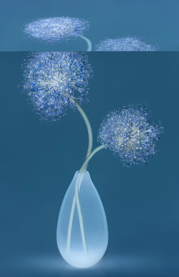 Danielle Kwaaitaal, Mirage Series - Allium, 2024
