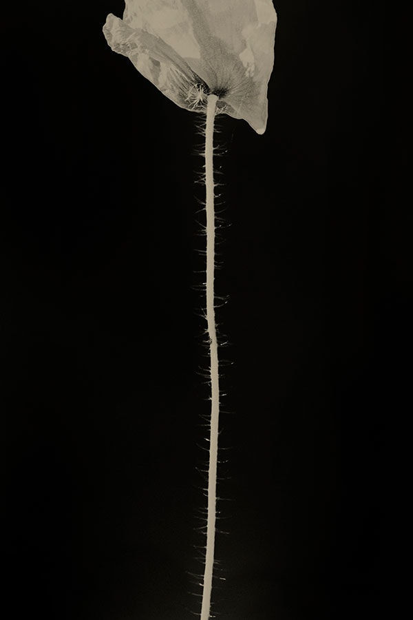 Paul Cupido, Rose to Mirjam, 2019