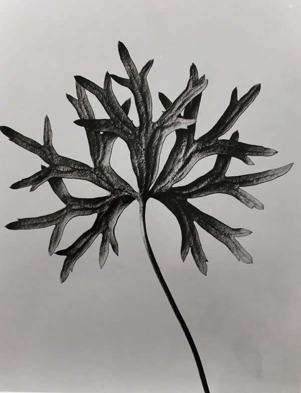 Karl Blossfeldt, Aconitum anthora. Schmalblätteriger Eisenhut, 3fache Vergrösserung, 1910/20s