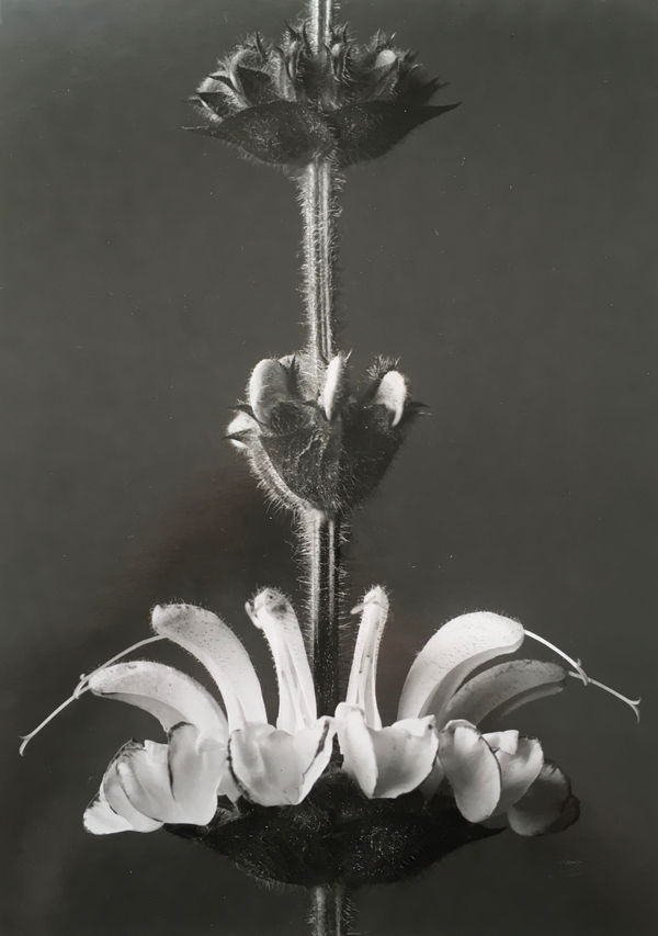 Karl Blossfeldt, Salvia argentea. Silber-Salbei. Teil einer blühenden Pflanze in 4facher Vergrösserung, 1910/20s