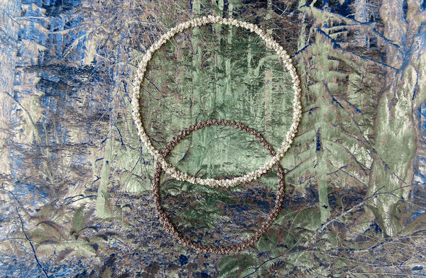 The Secret Life of Trees IV, No. 1