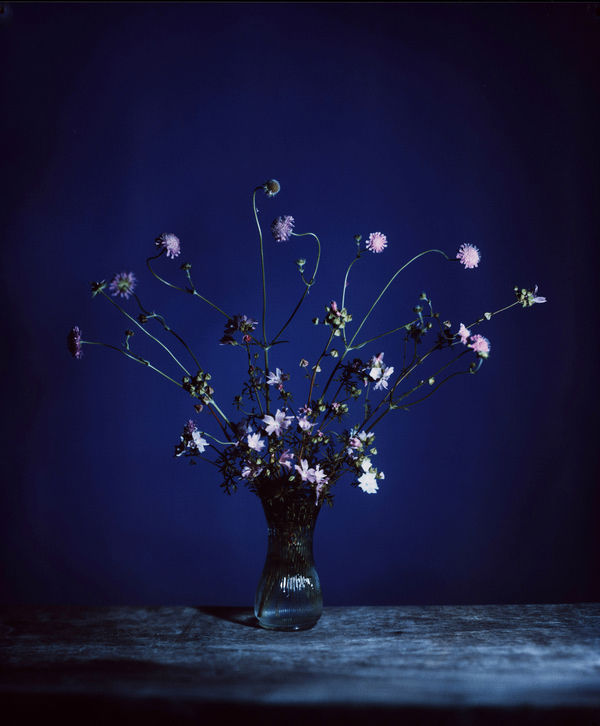 Field scabious & doves foot crane bill