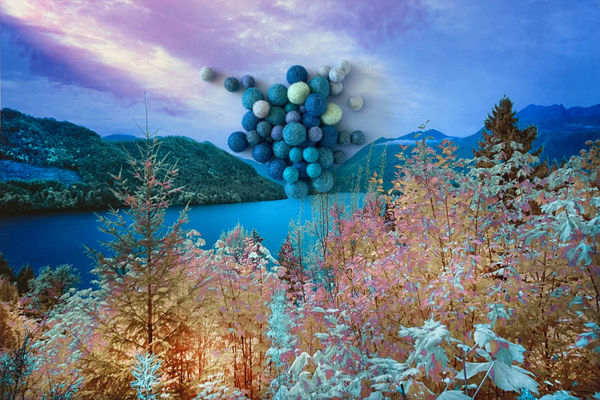 The Secret Life of Trees II, Image #06