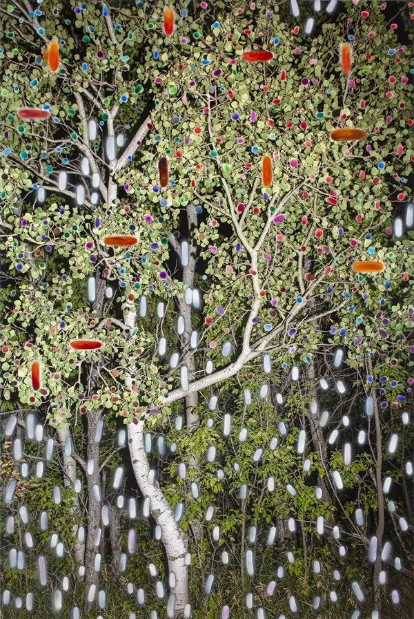 Sarah Anne Johnson, MCN1, 2020