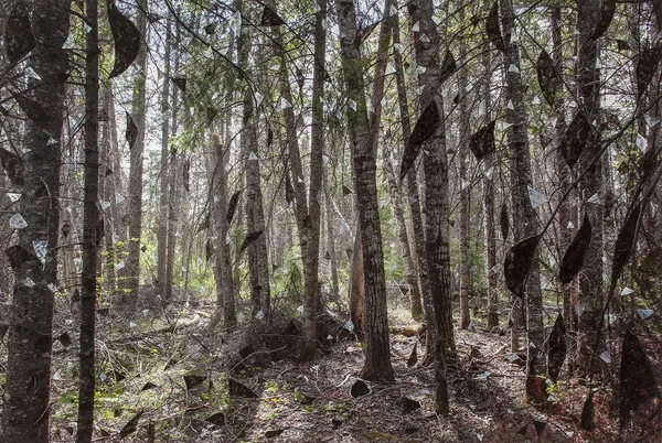 Sarah Anne Johnson, PFMT, 2020