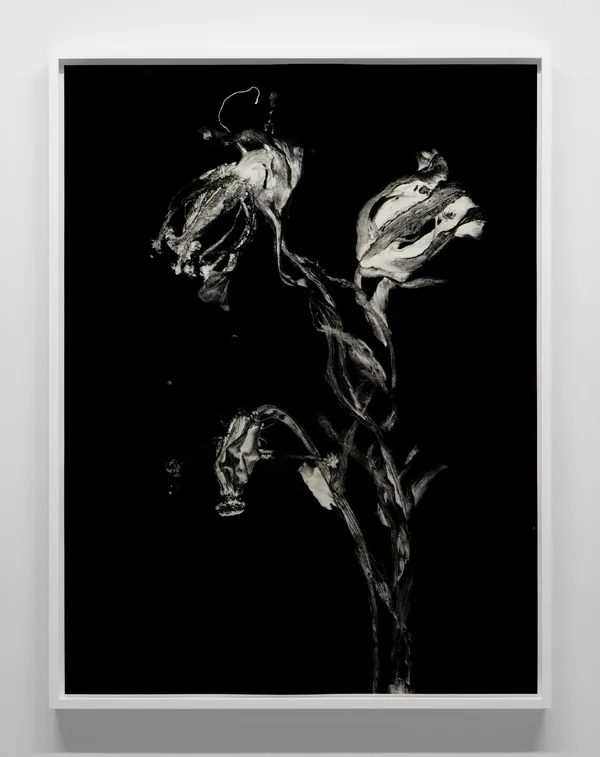 Geneviève Cadieux, Fleur fantôme 1 ed. 1/2, 2024