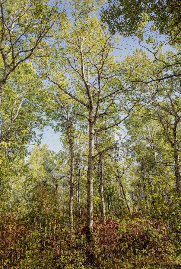 Sarah Anne Johnson, PITFD, 2020