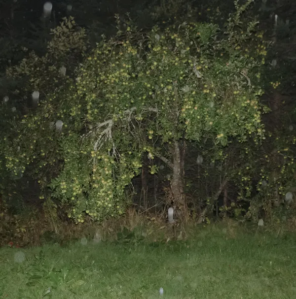 Angela Grauerholz, Full Apple Tree 1/5, 2022