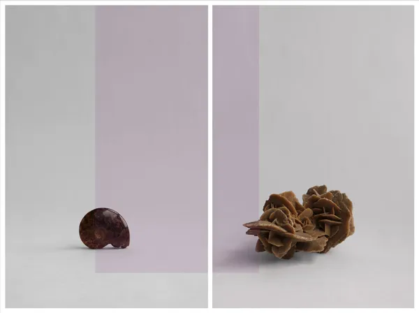 Yann Pocreau, Traversée minérale (la rose et le fossile), 2021