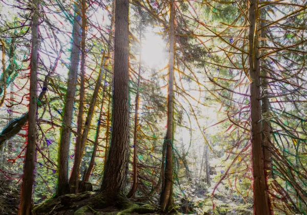 Sarah Anne Johnson, Thank you, 2026