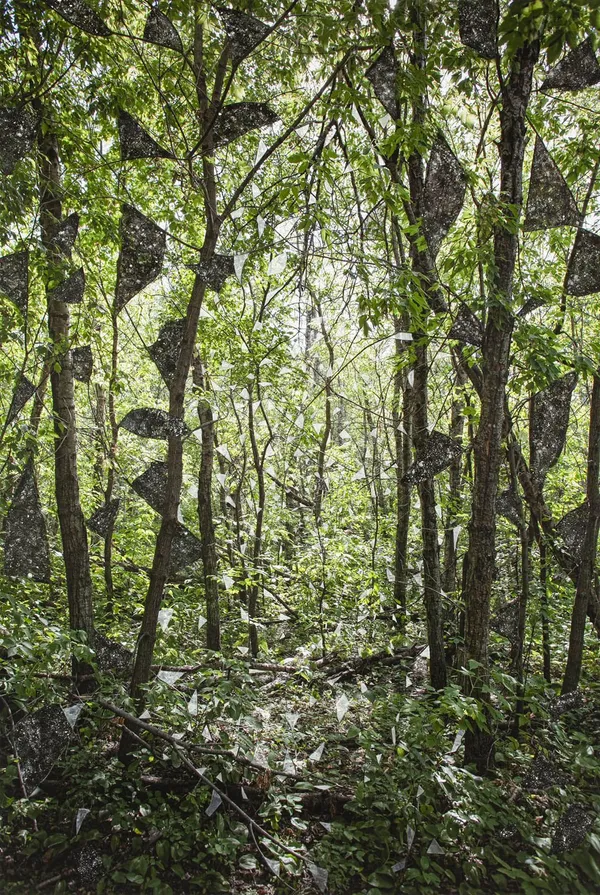 Sarah Anne Johnson, PTODG2, 2020