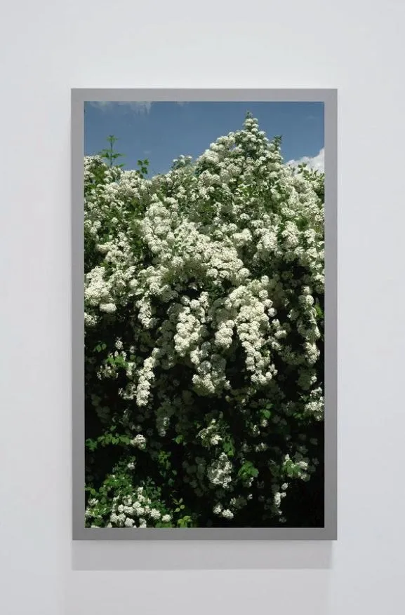 Scott McFarland, Spirea prunifolia, Bridal Wreath (Back and Forth Picture), 2017
